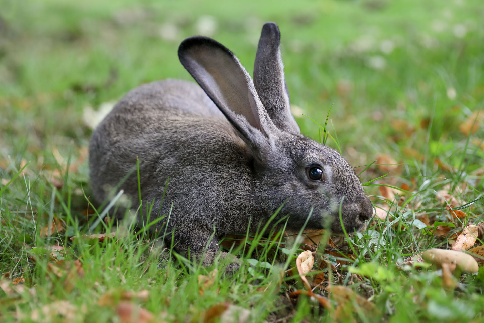 lapin adulte dans l'herbe