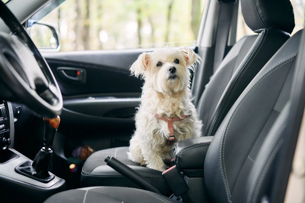Pet-Related Car Accidents in Indiana: Minimize Risks, Maximize Safety