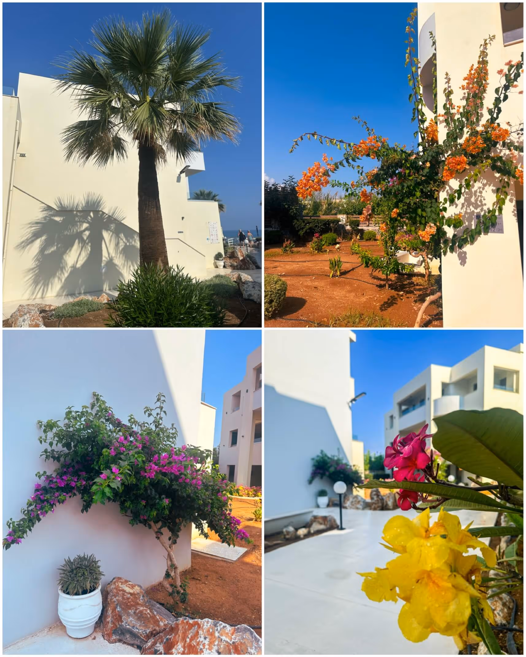 Beautifully landscaped gardens at Hotel Rethymno Village showcasing lush greenery and well-maintained floral arrangements.