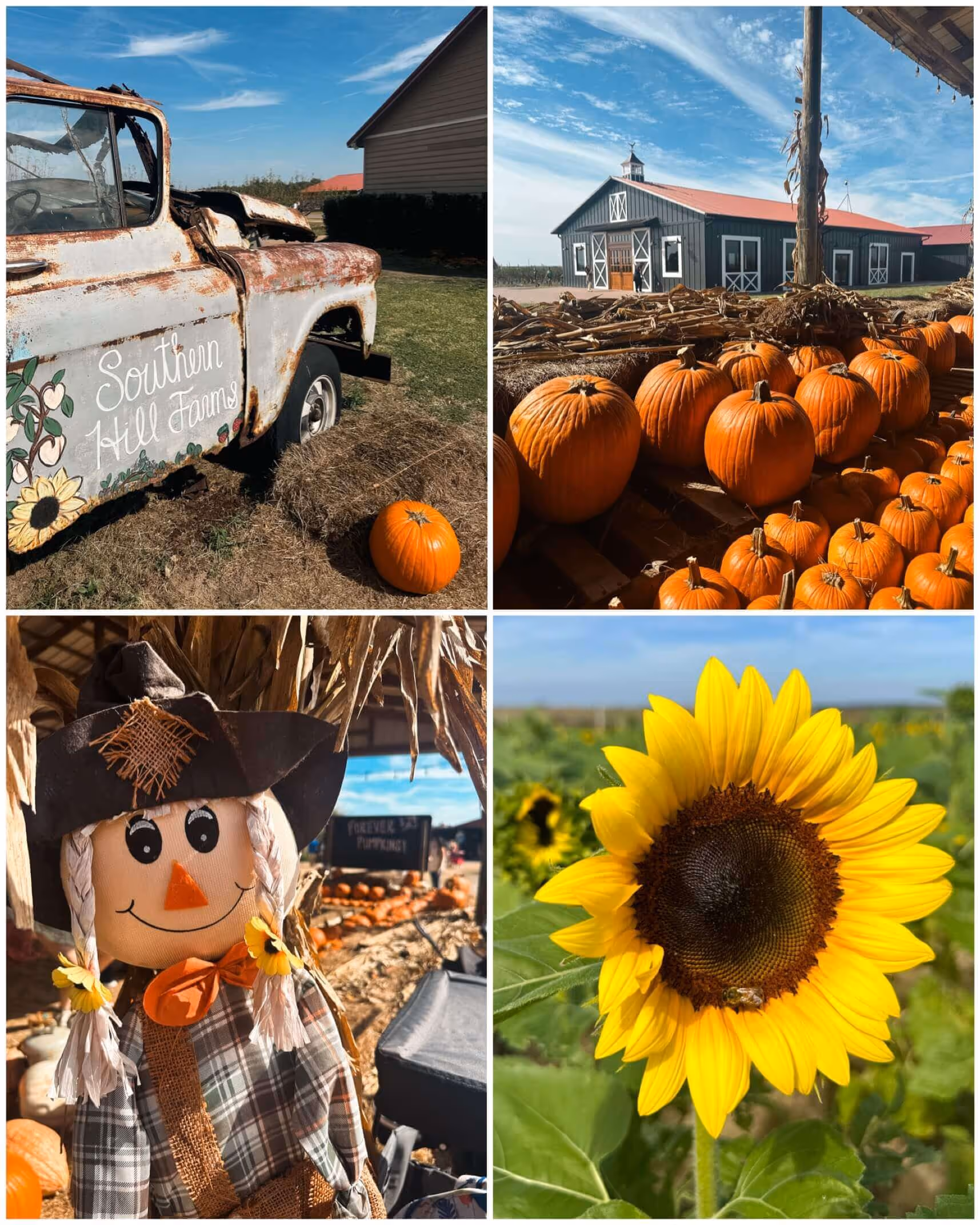 A close-up of bright yellow sunflowers swaying in the breeze at Southern Hill Farms