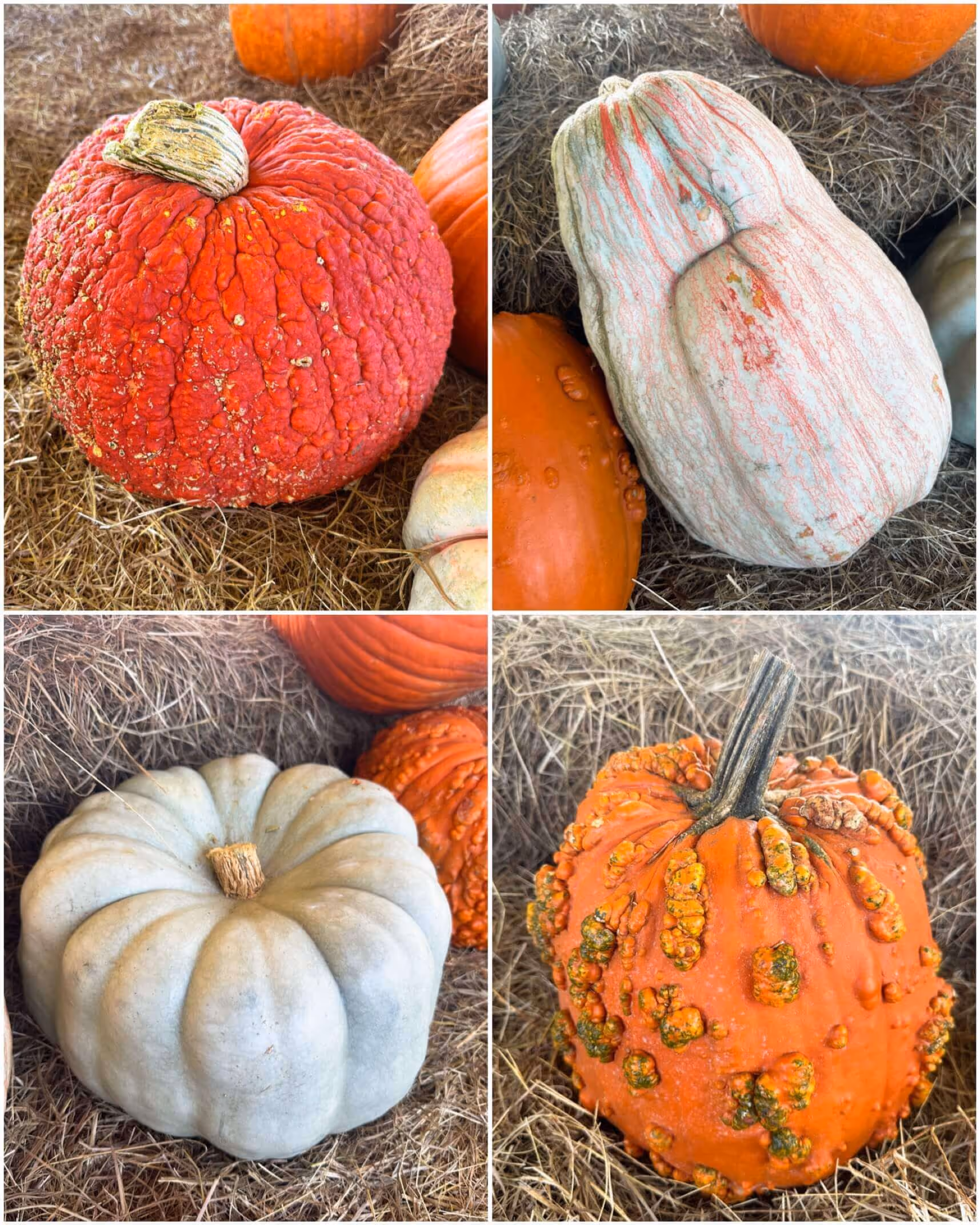 Pumpkins, gourds, and fall decor galore - shop your heart out!