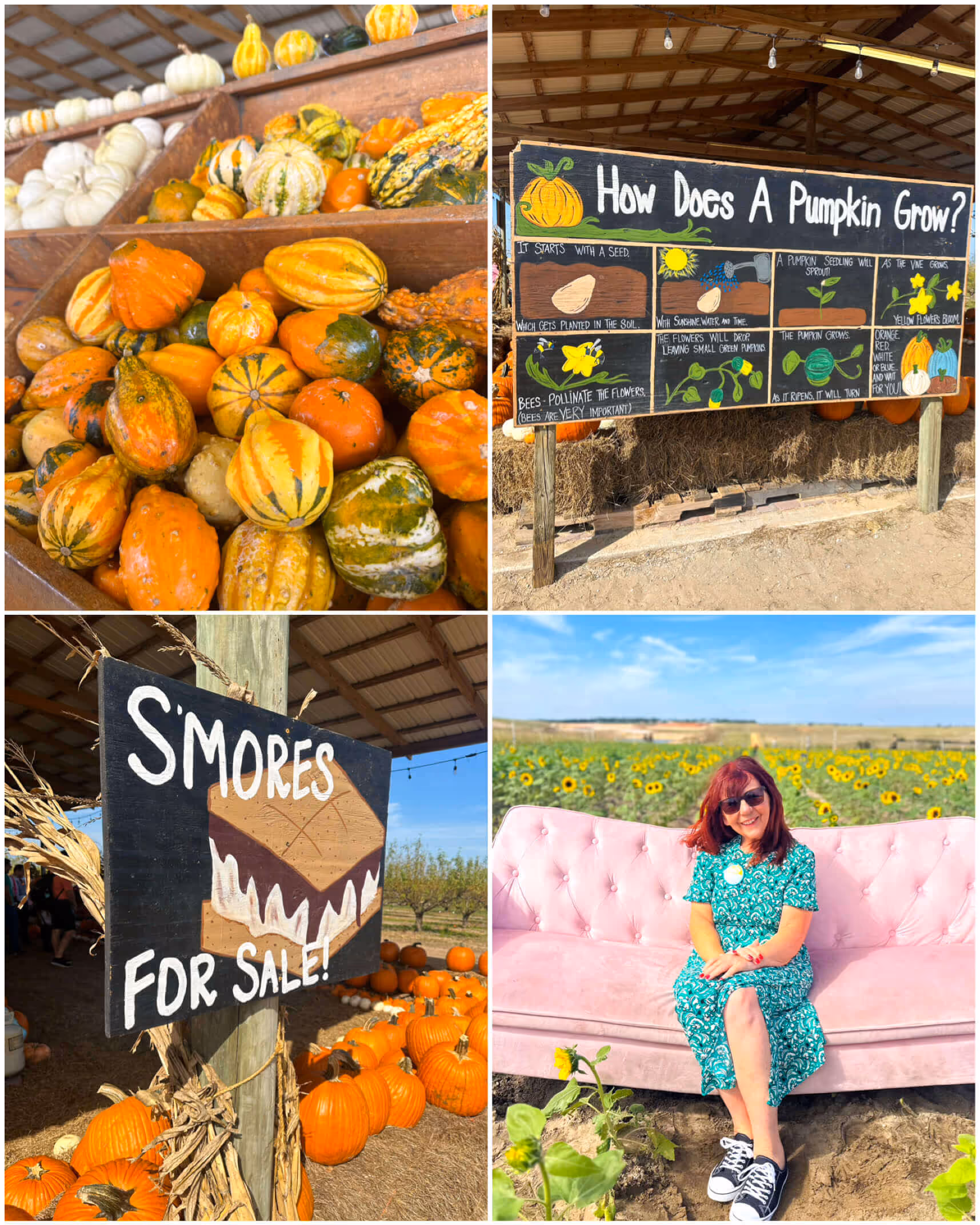 freshly picked sunflower at Southern Hill Farms.
