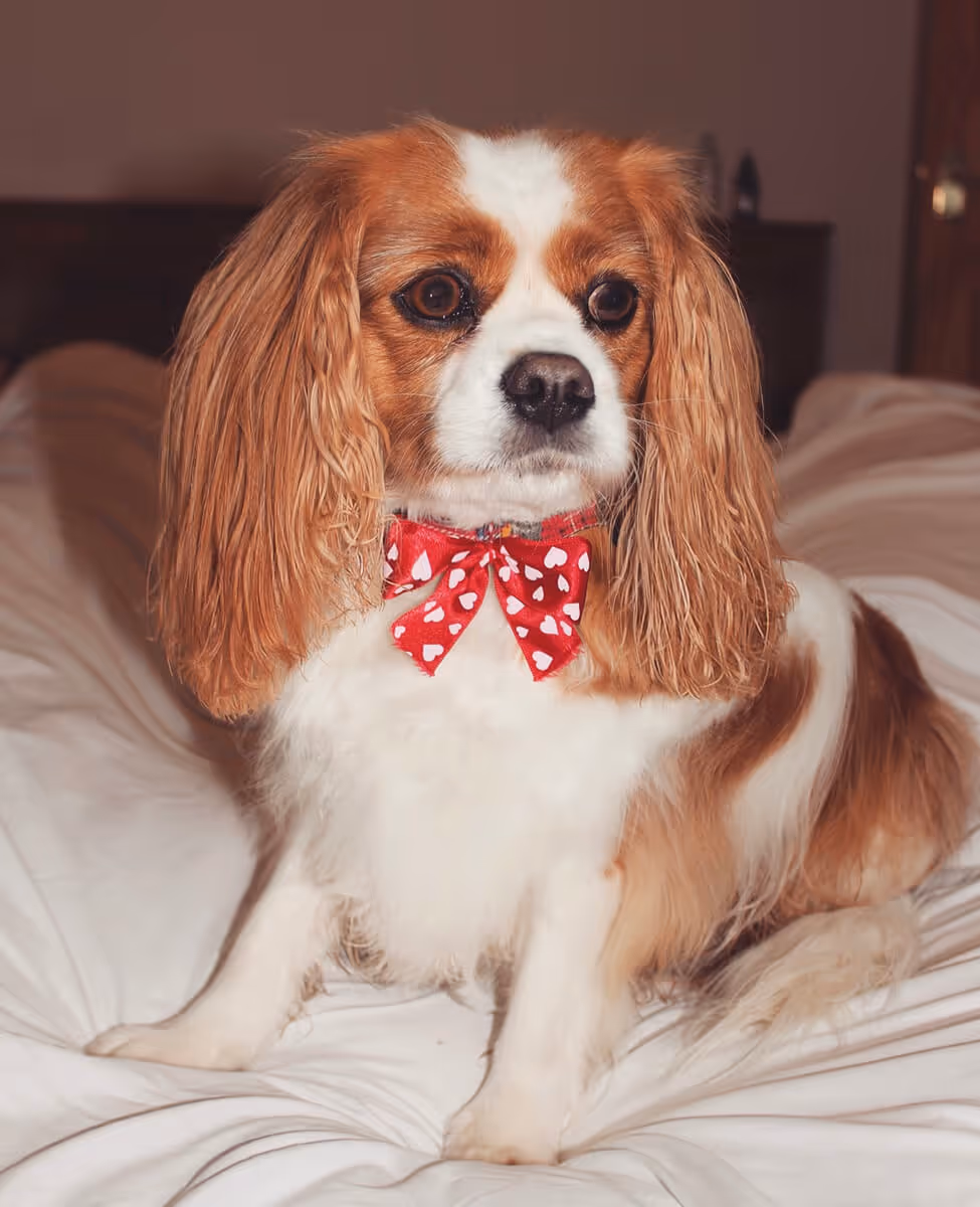 Mother of Grom Valentines . Pets Need Pampering Too !