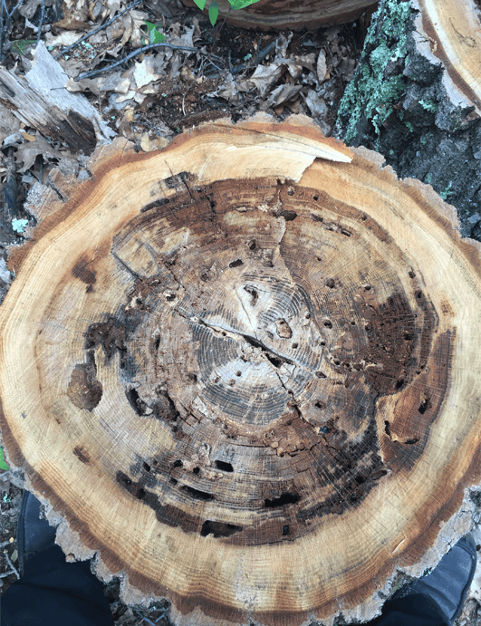 Fourmis charpentières