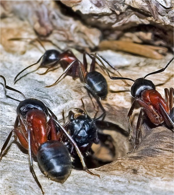 Extermination de fourmis charpentière