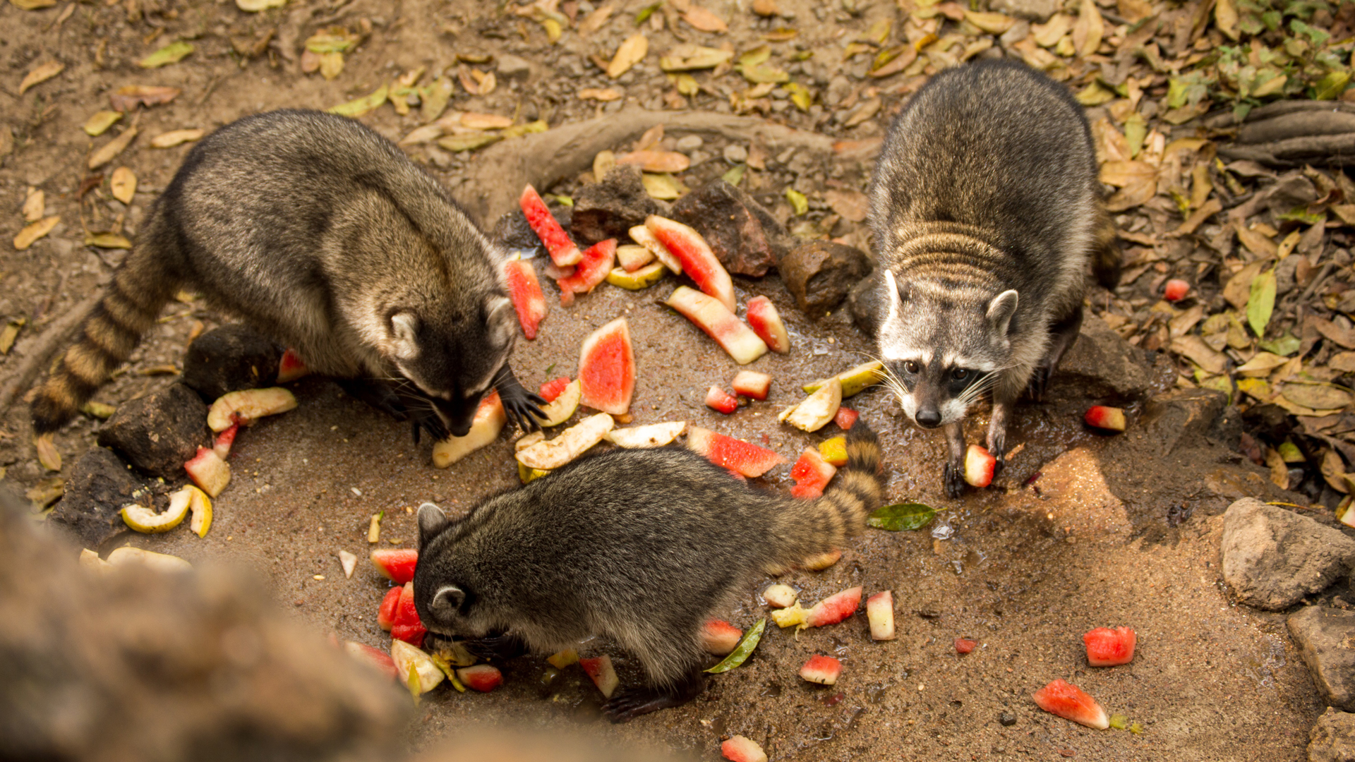 Overpopulation of raccoons 