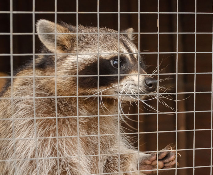 Racoon removal
