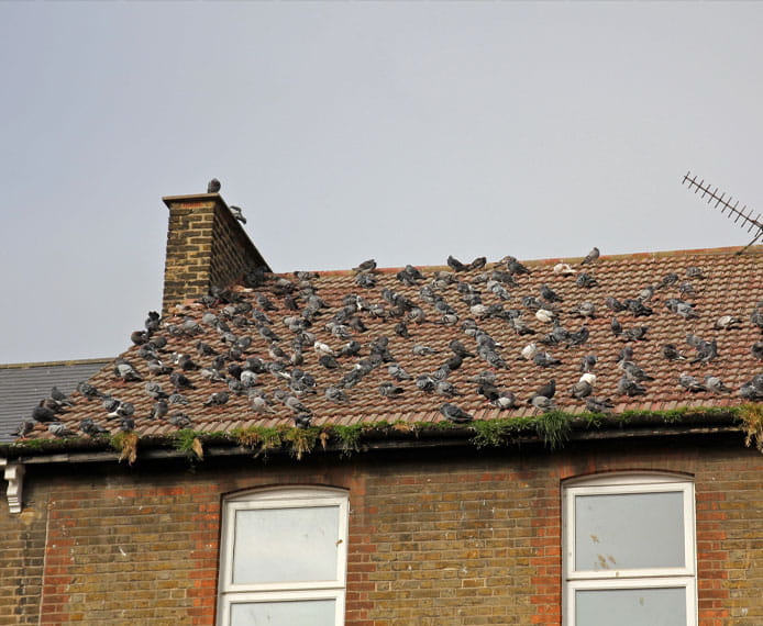 Bird Infestations