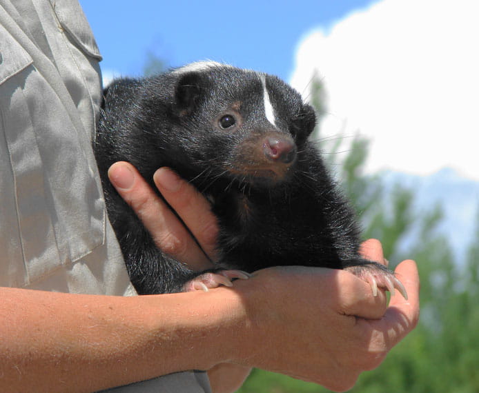 Skunk Removal