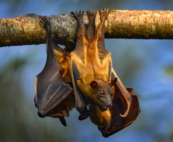 Bat Removal