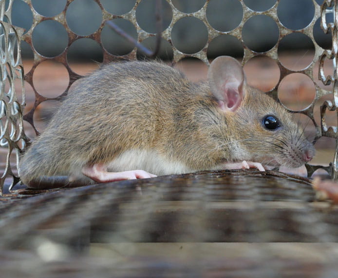 Mouse Proofing