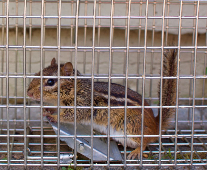 Squirrel Removal