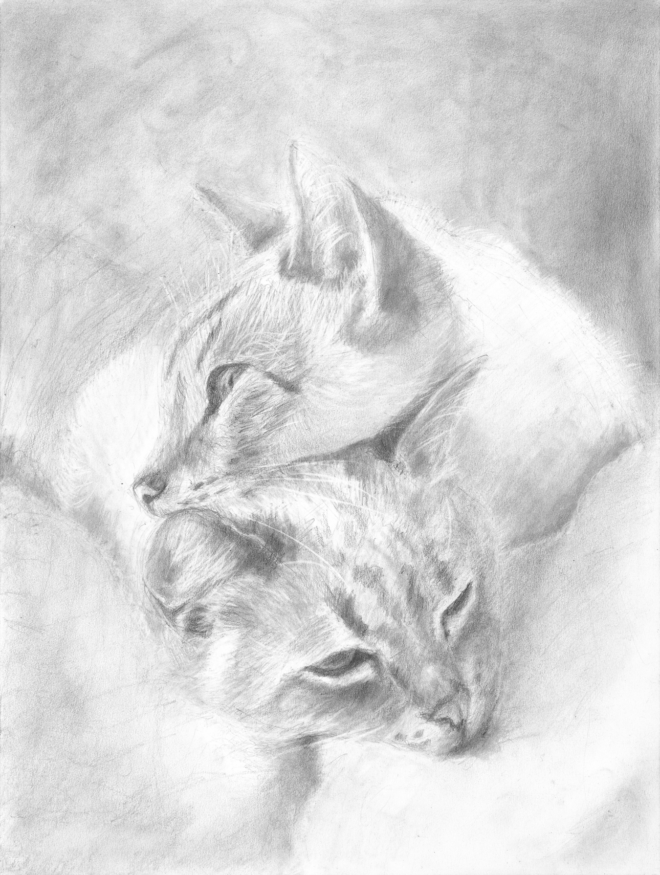 Pet portraits by Debra Portnoy