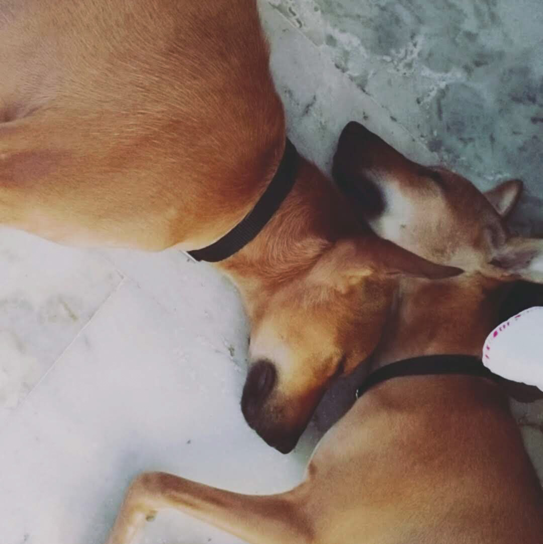 My Dogs Tiger and Lilly
