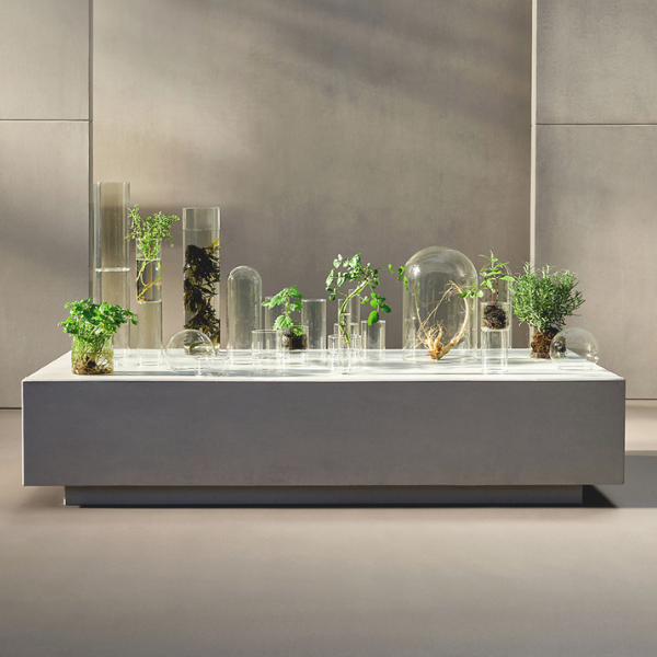 crypto plant Crypt Plant Bundle
