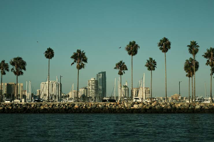 Long Beach skyline and marina framed by palm trees