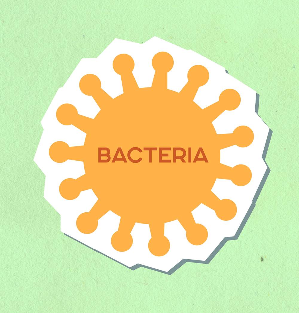 Bacteria