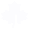 Image of a maple leaf