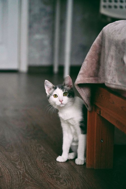 воплощение тепла и общения