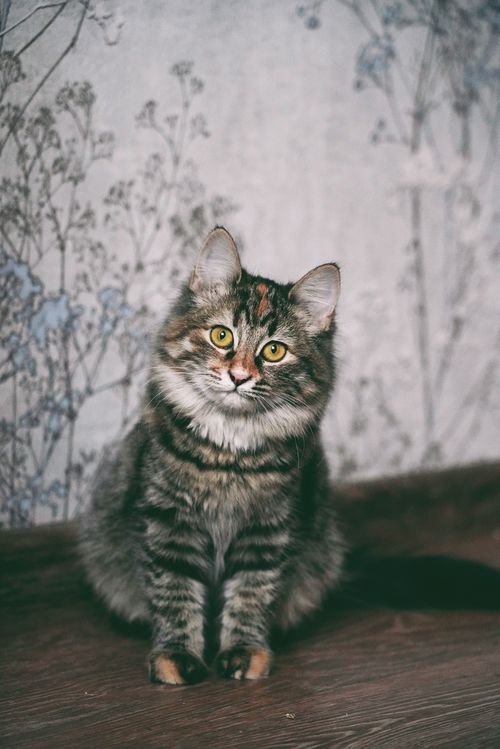 таинственная наблюдательница