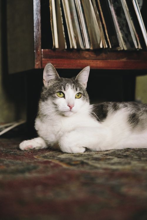 тактичная соседка и деликатный компньон