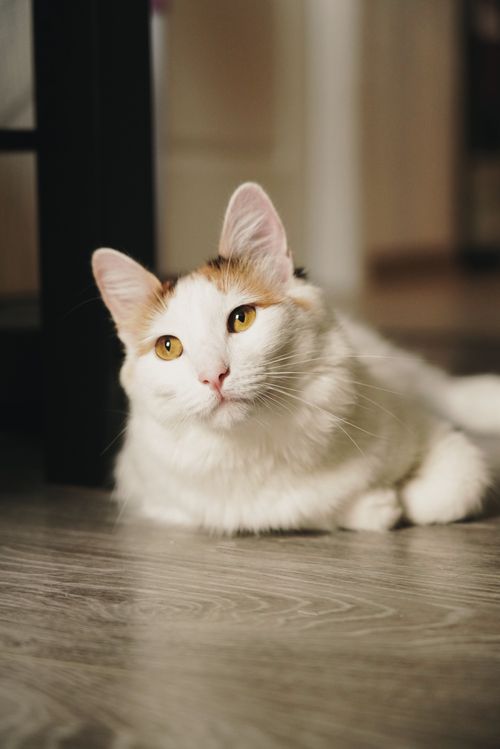 креативный директор по развлечениям, профессиональная ласкуша