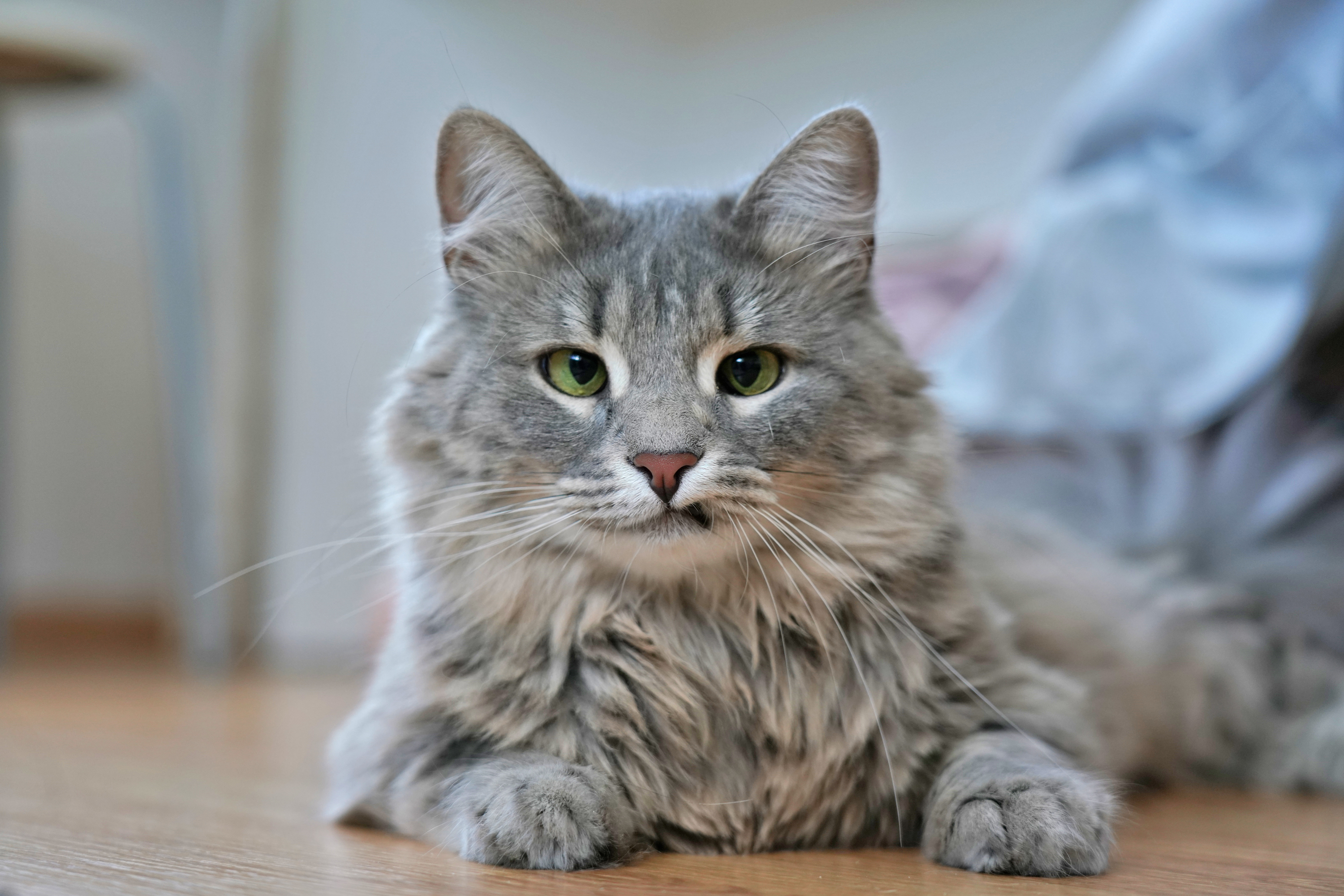 светло-серый шедевр с хвостом-пипидастром и легкой рок-н-рольной ухмылкой