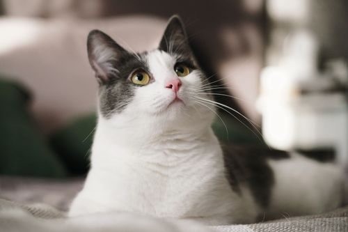 авантюрист и дружилка с заводским прошлым, солнечный охотник за тенями, деловая колбаса с белоснежной улыбкой, любитель диванных союзов, хаотичных догонялок и философских переворотов на половике в прихожей.