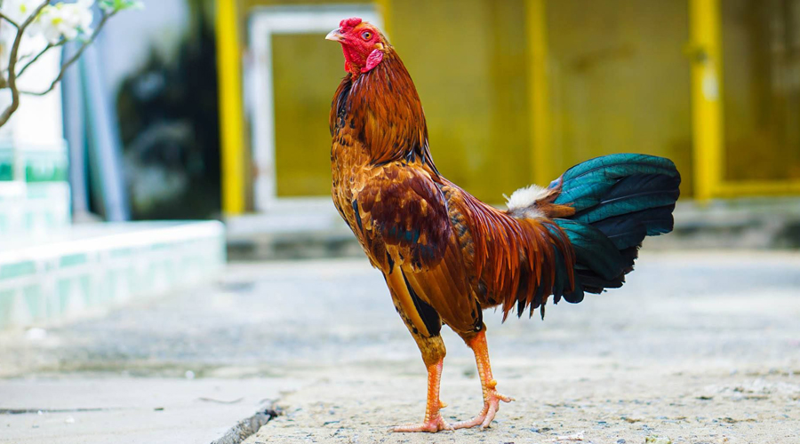 Những lưu ý khi đăng nhập vào nhà cái SV388