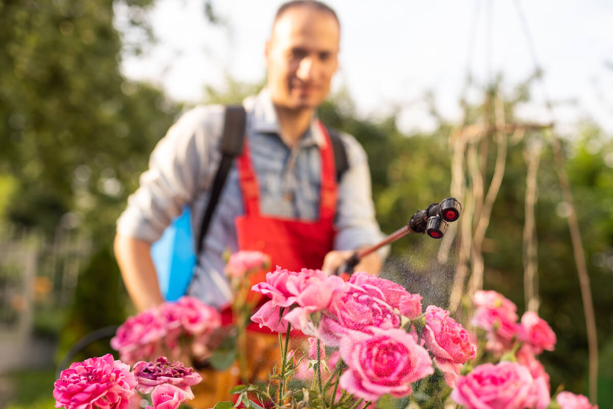 gardener spraying crops