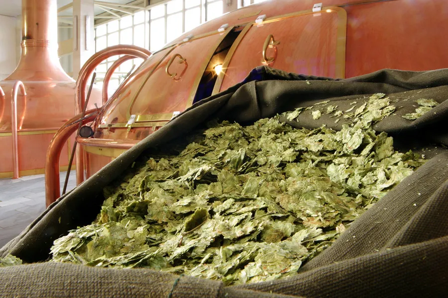 First batch of Bud B:STRONG from fresh hop