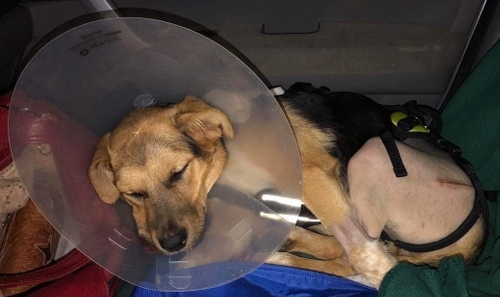 Little dog recovering from car injury.