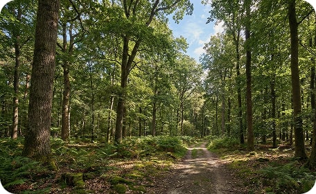 Chemin dans une forêt