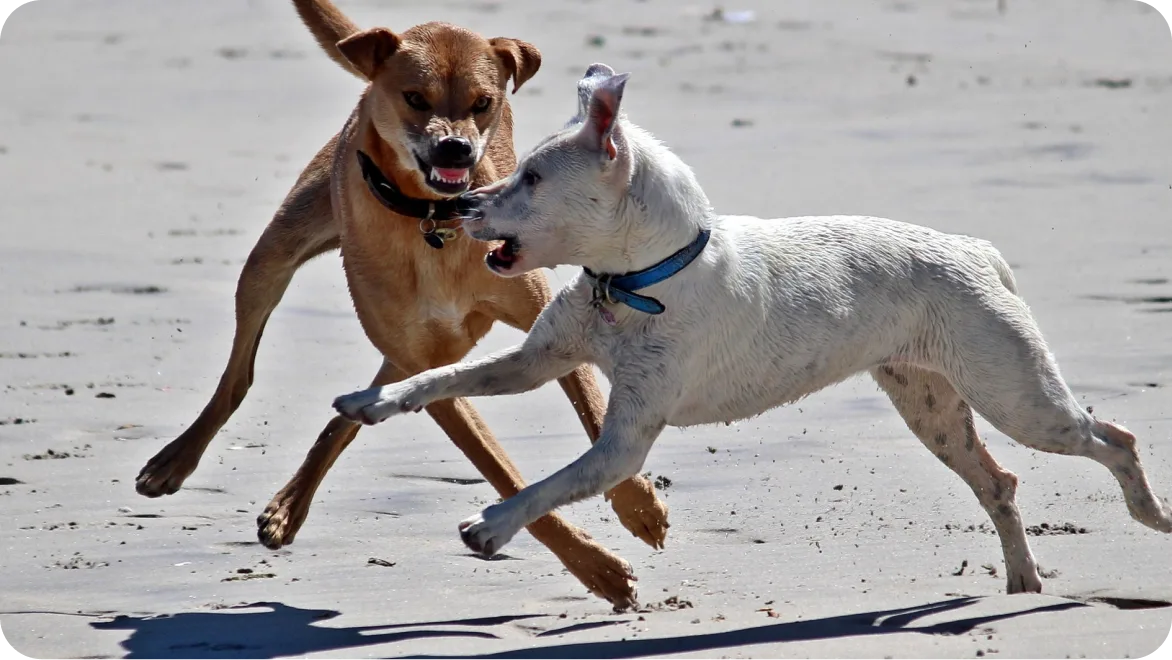 KEIN Spiel – der braune Hund meint es ernst