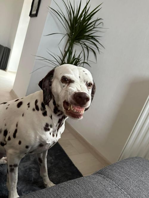 Submissive Grin