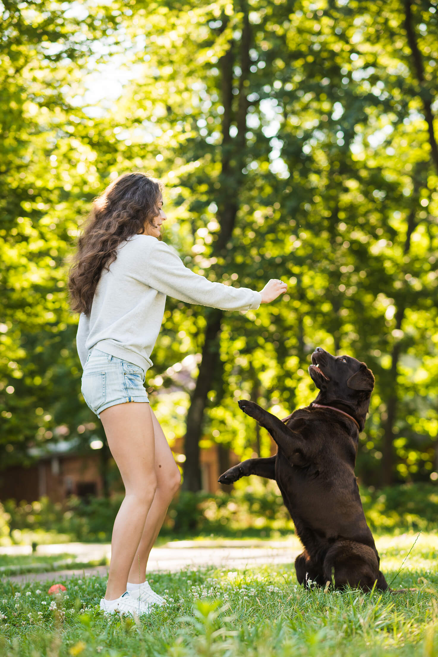 positives hundetraining