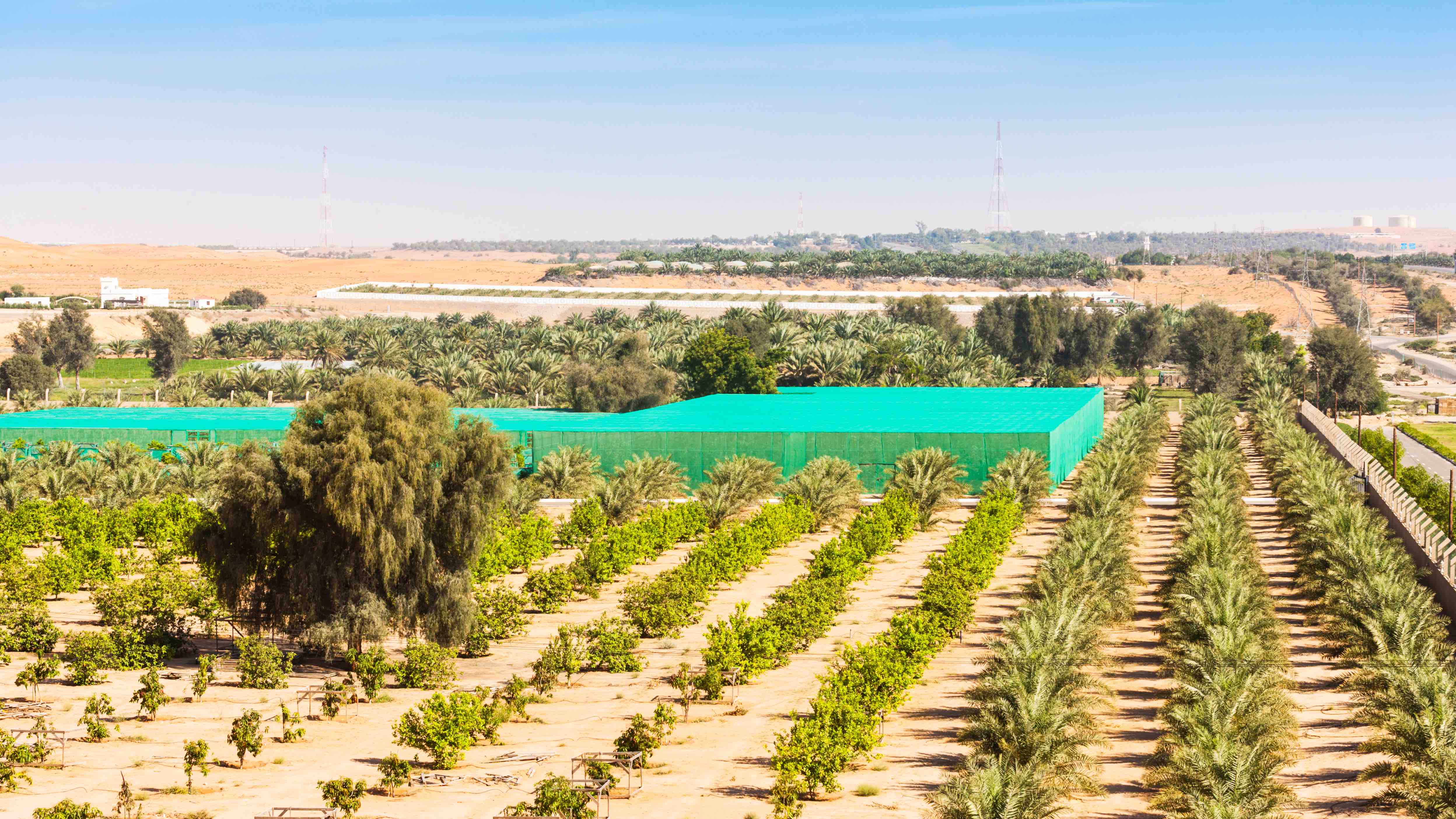 Desert Farm in UAE