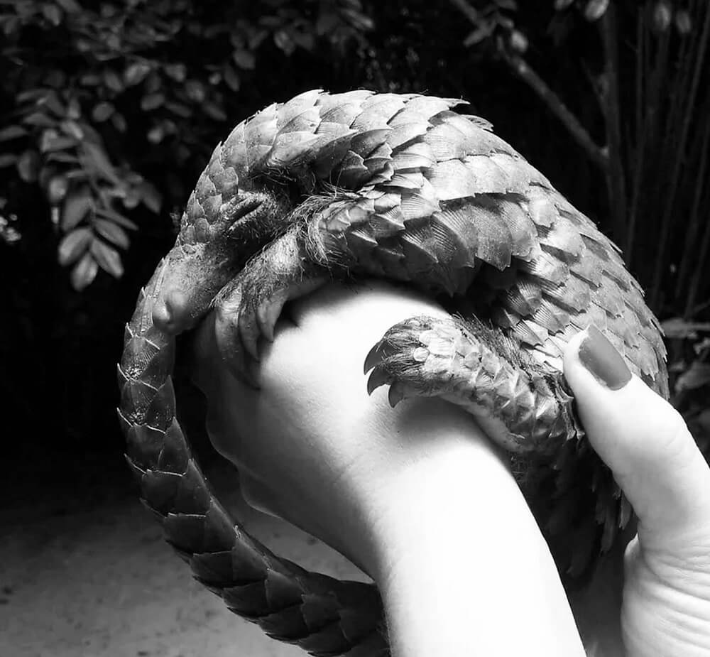 Foto de um animal acolhido pelo Libassa Wildlife Sanctuary