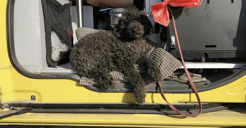 Uma imagem contendo um cachorro viajando pela Europa de carro