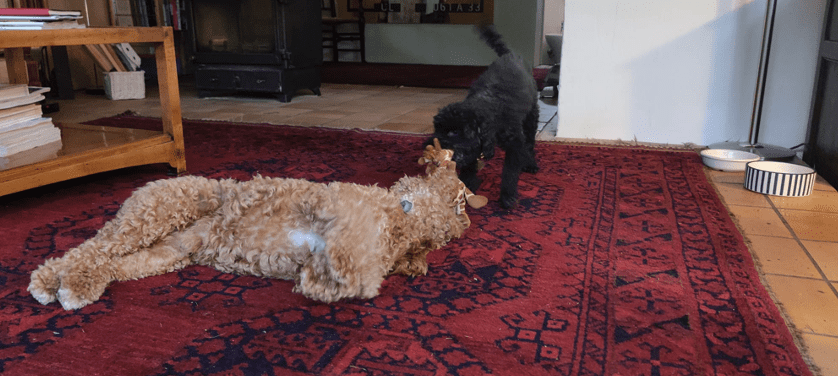 Uma imagem contendo dois cachorros brincando em uma casa