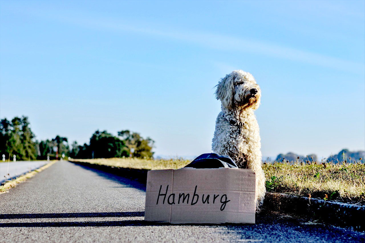 Imagem de um cachorro nômade viajando e pedindo carona na estrada com uma placa