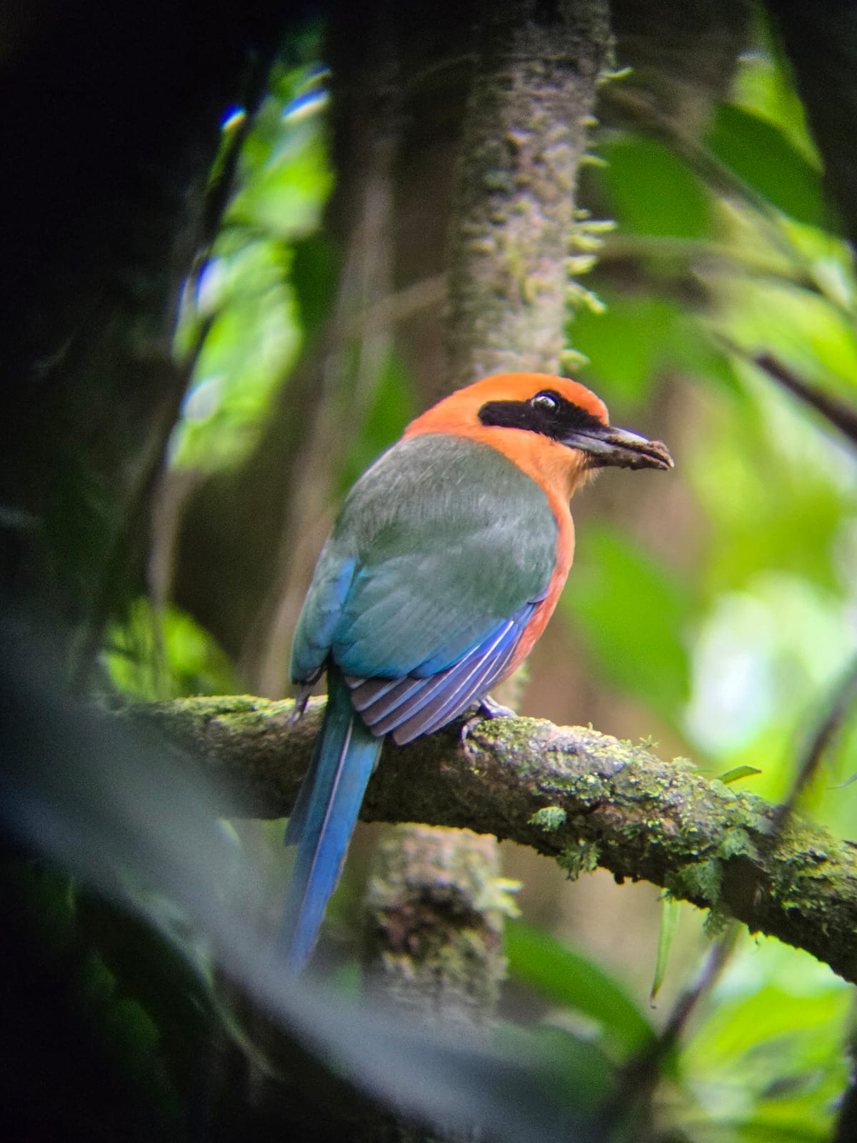 גלישה באומגה