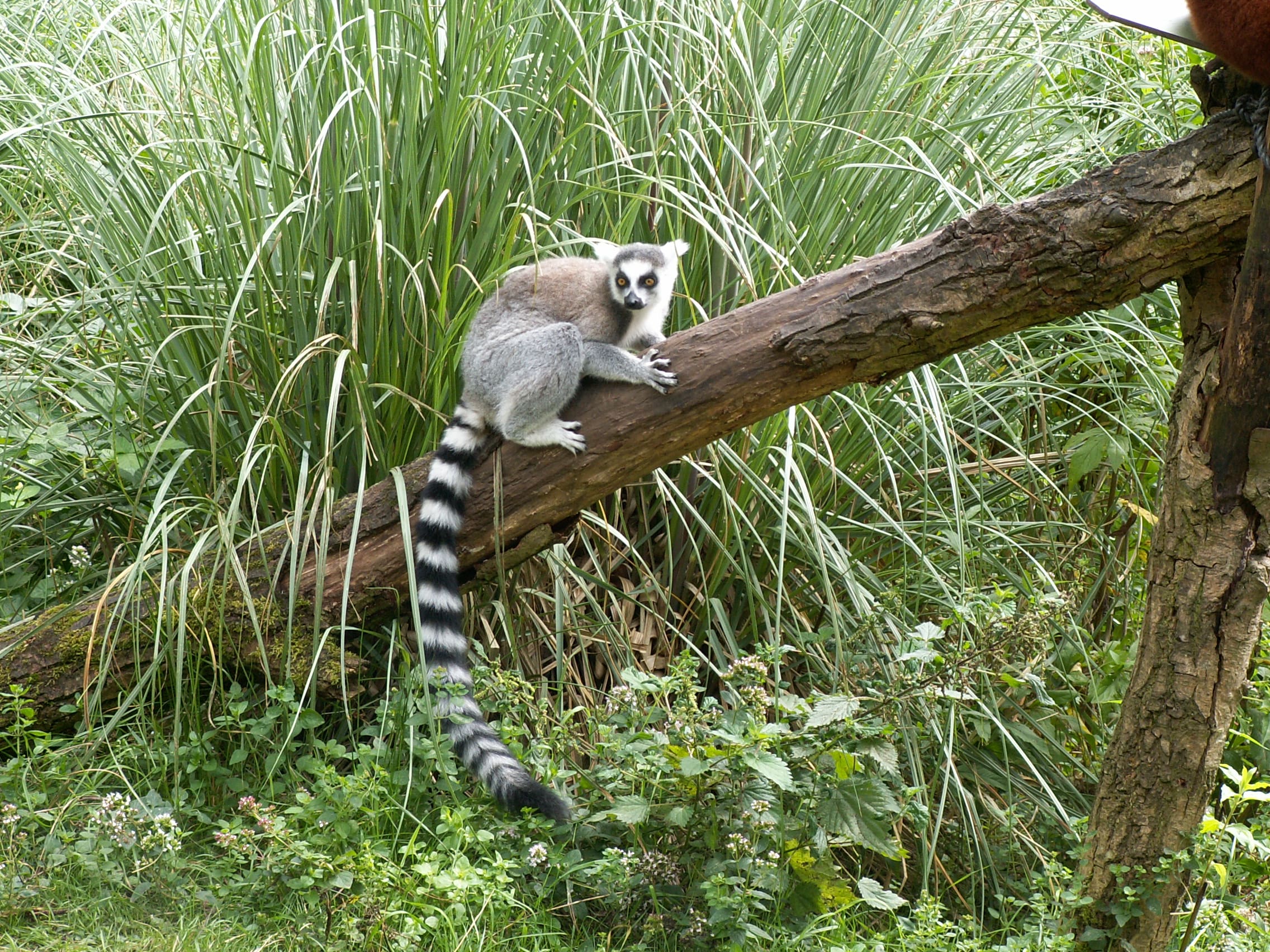 A229 Madagascar