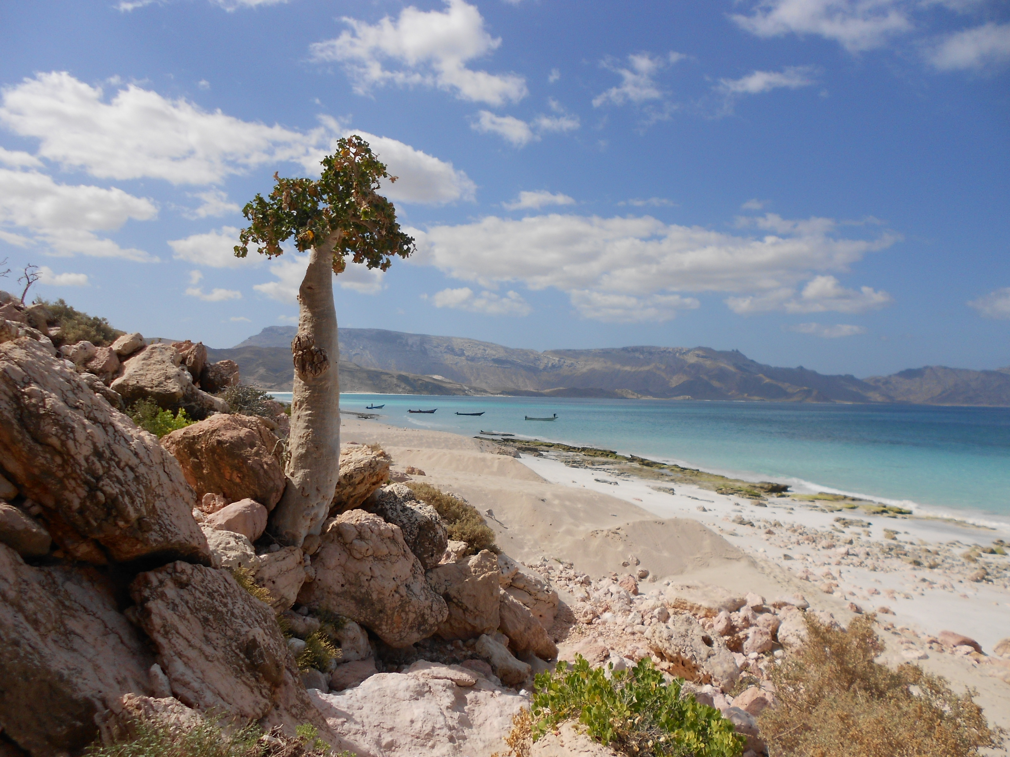 Socotra