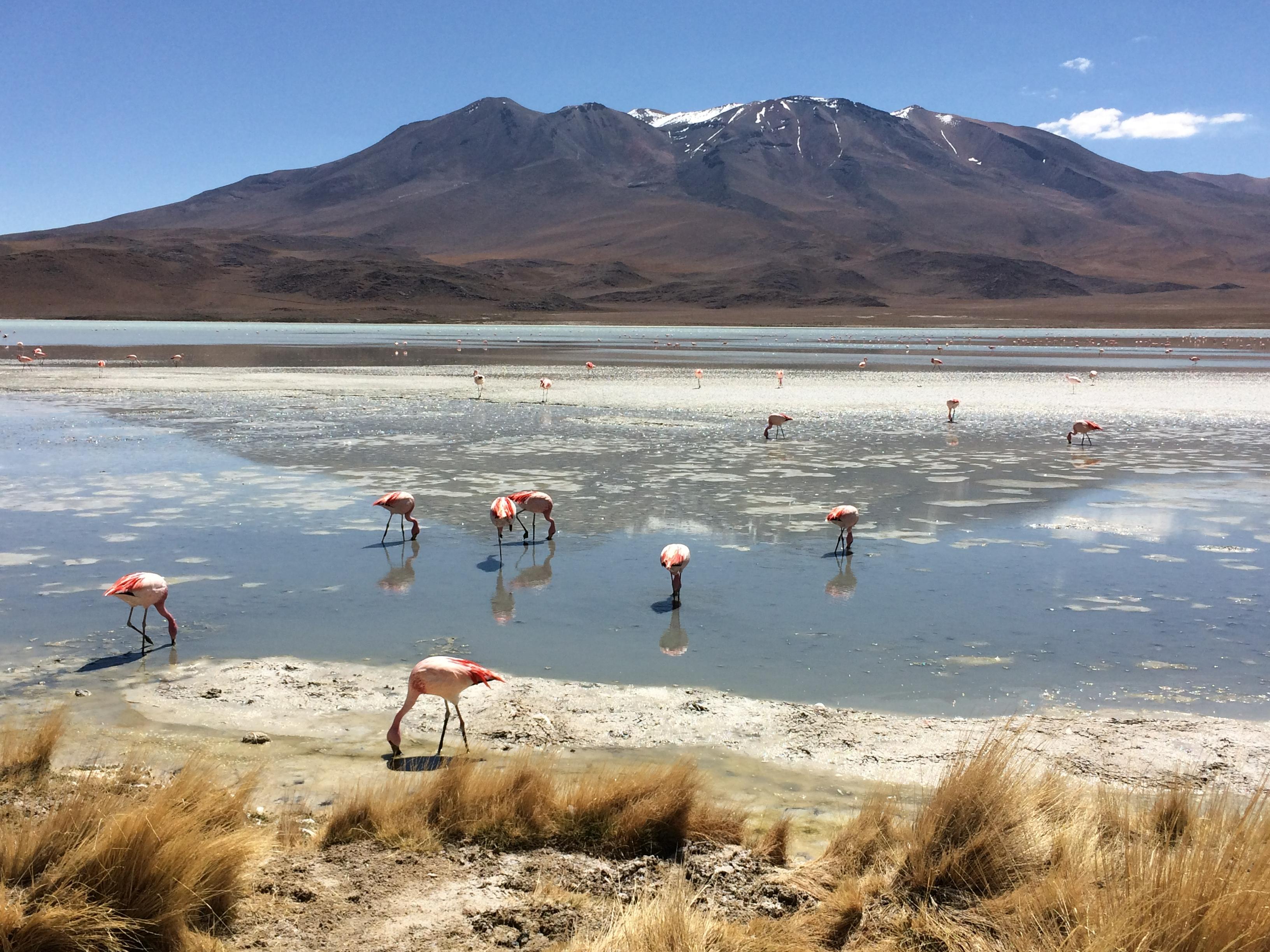 Bolivie - A263 - 14/08/2026 -  Août-2026