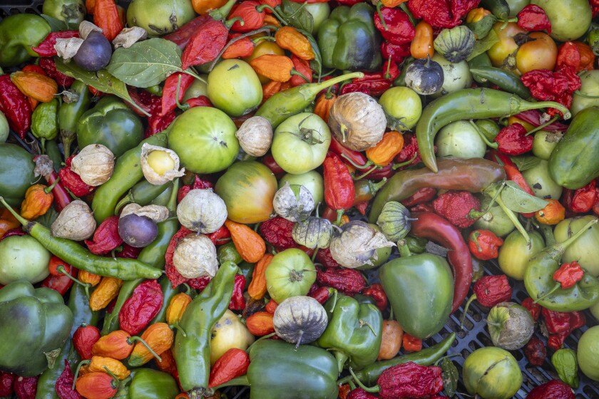 Tomatillos and a variety of peppers harvested by Sammie Taylor from his West Garfield Park community garden.