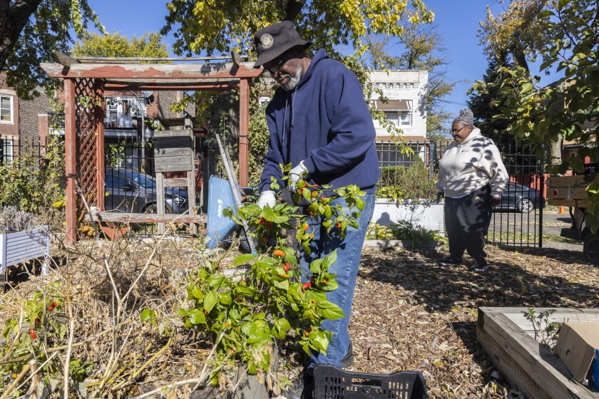 Sammie Taylor works to winterize one of several community gardens that he supports in the Garfield Park Garden Network on November 07, 2025.