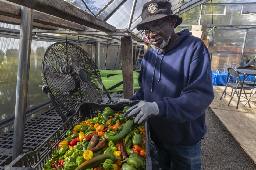 Sammie Taylor in the greenhouse in the community garden next to his home, one of several he supports through the Garfield Park Garden Network.