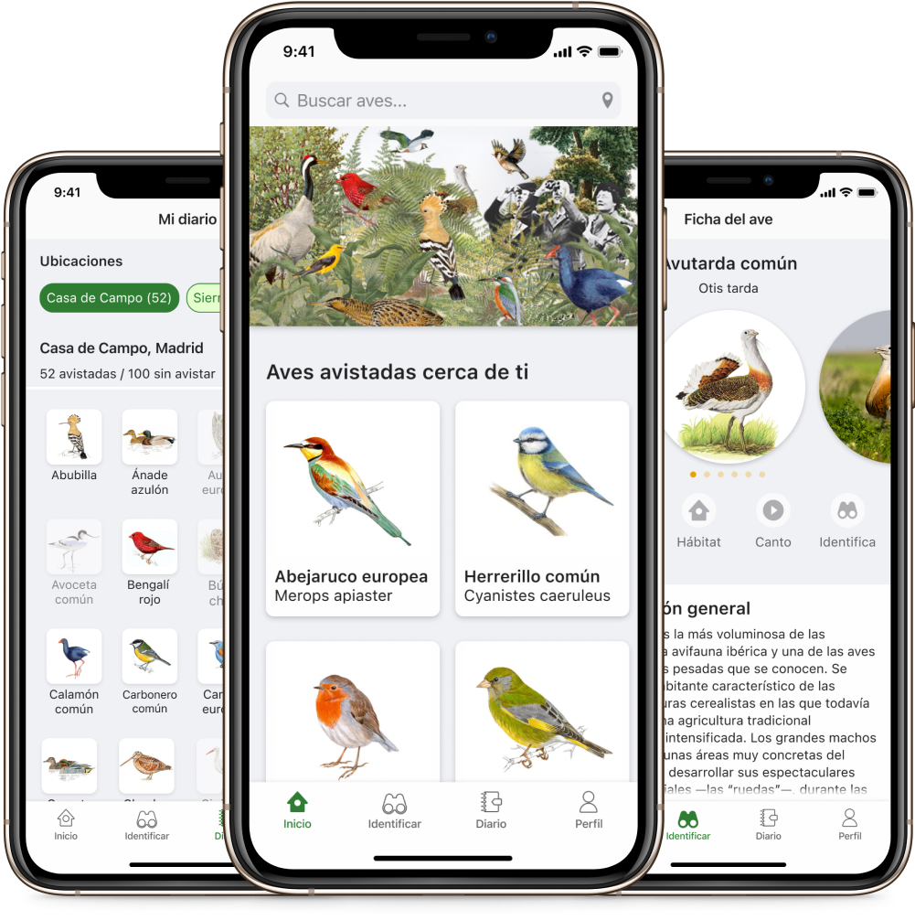 What the B*rd? | Bird identifier app