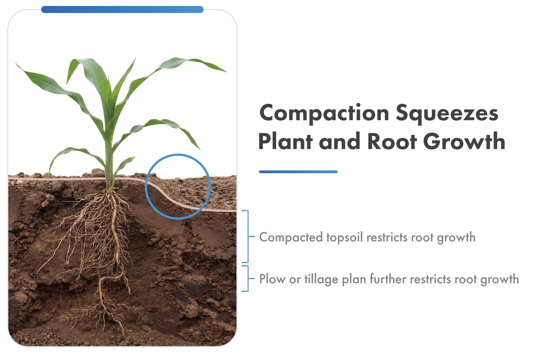 Compaction Squeezes Plant & Root Growth